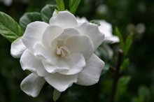 Frost Proof Gardenia Shrub 1 Gallon T20432