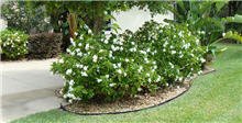 Frost Proof Gardenia Shrub 1 Gallon T20432
