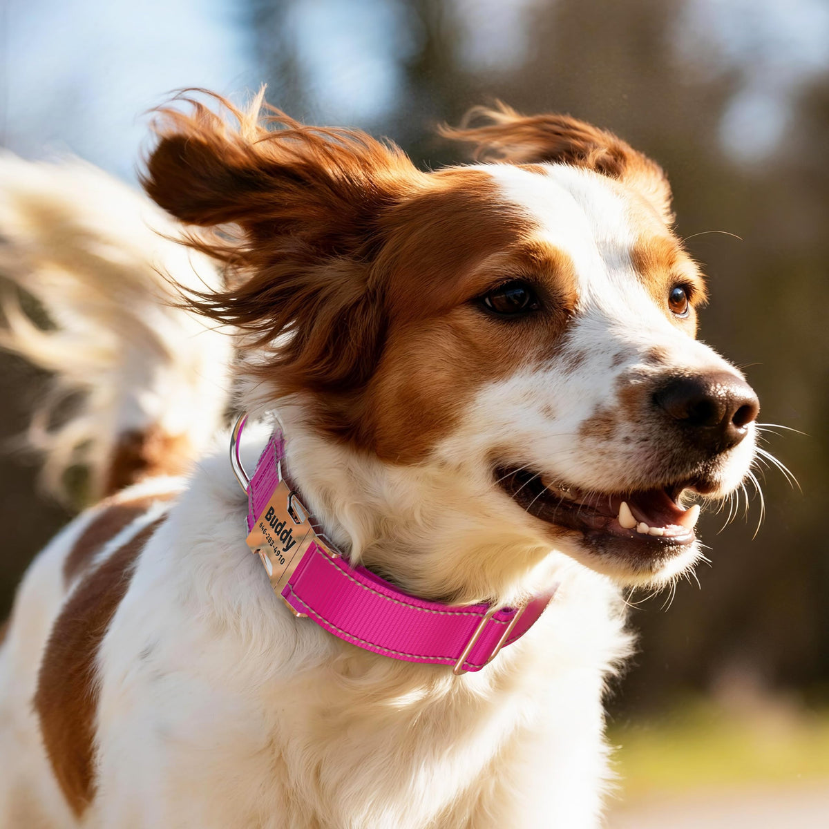 Reflective Dog Collar with Engraved ID Tag V750687