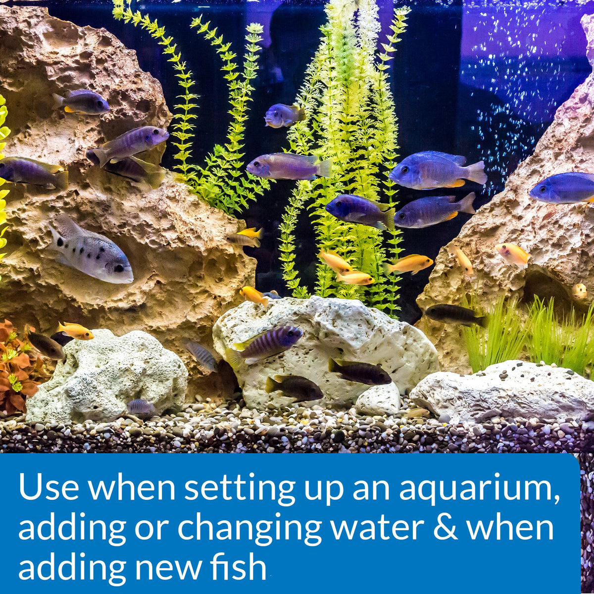 Freshwater & Saltwater Aquarium Nitrifying Bacteria 8 oz I84399